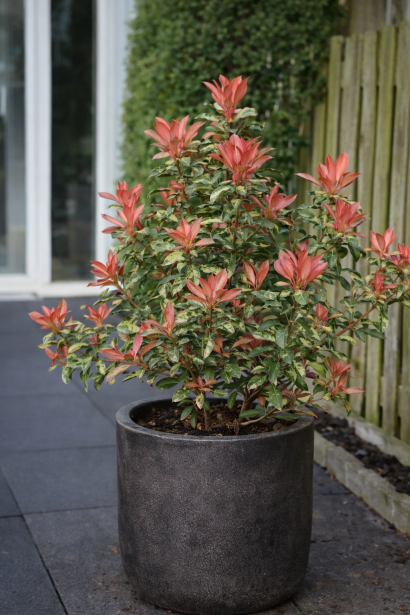 Фотінія Пінк Кріспі